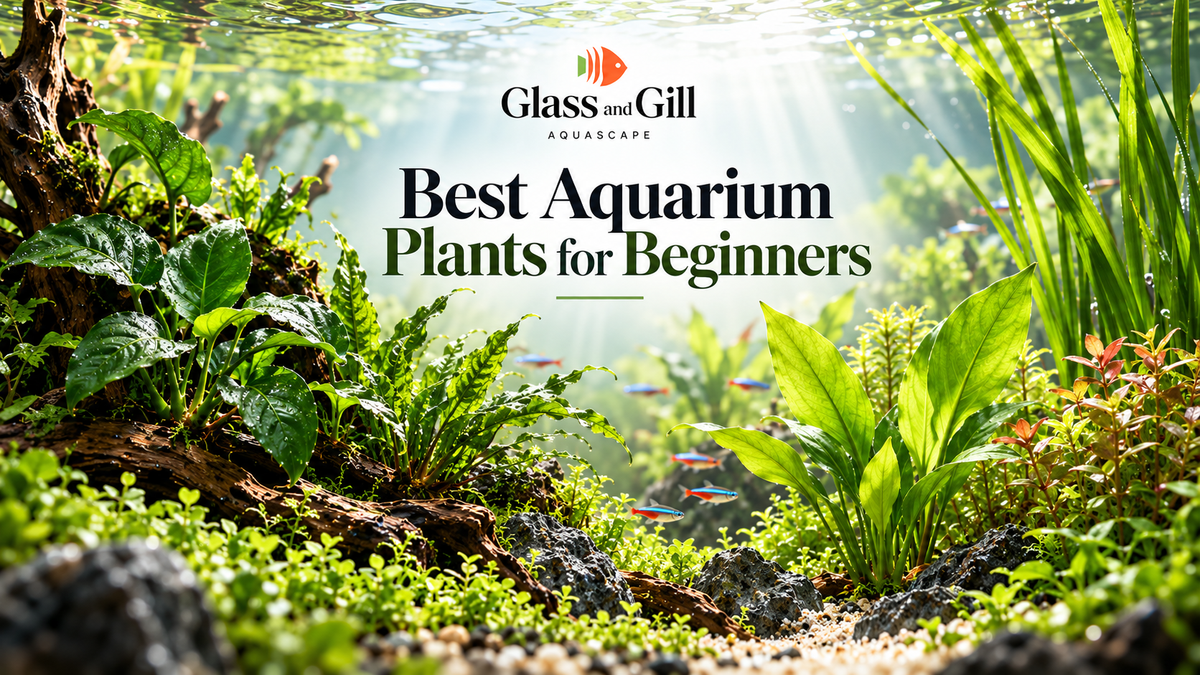 Best Aquarium Plants for Beginners