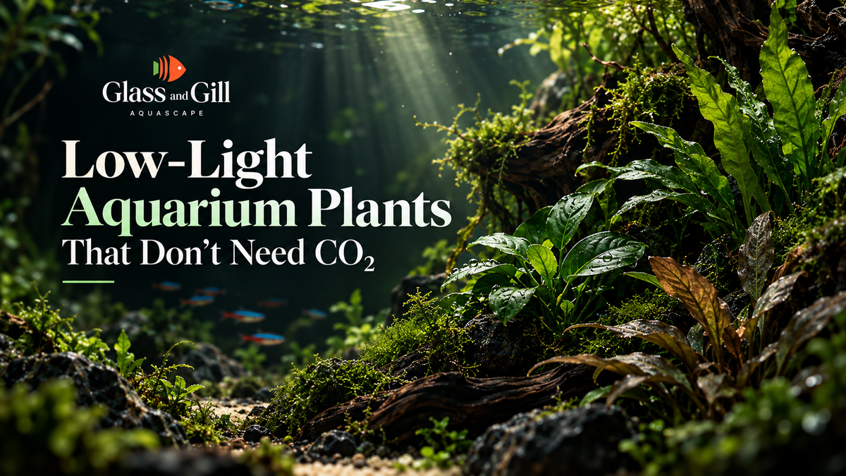 Low-Light Aquarium Plants That Don’t Need CO₂