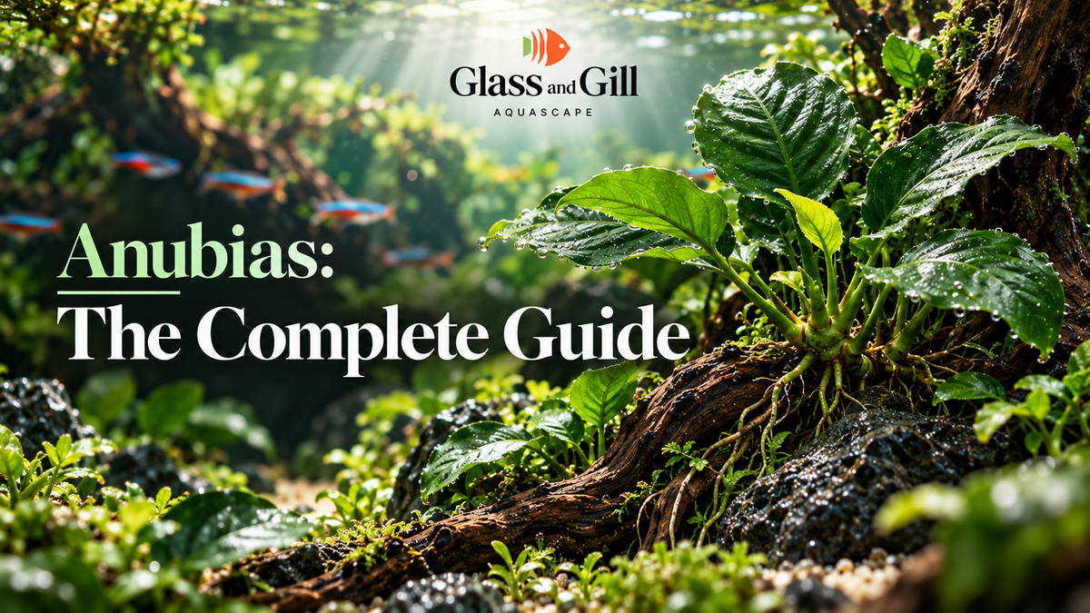 Anubias: The Complete Guide
