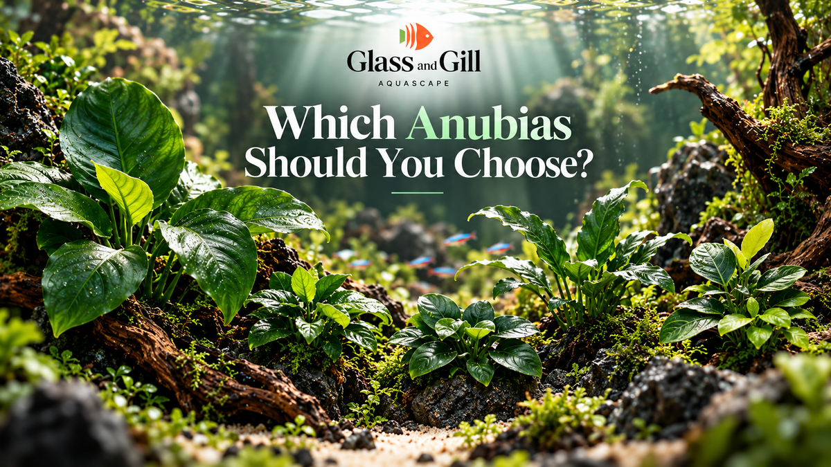 Which Anubias Should You Choose?