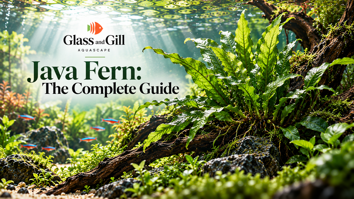 Java Fern: The Complete Guide
