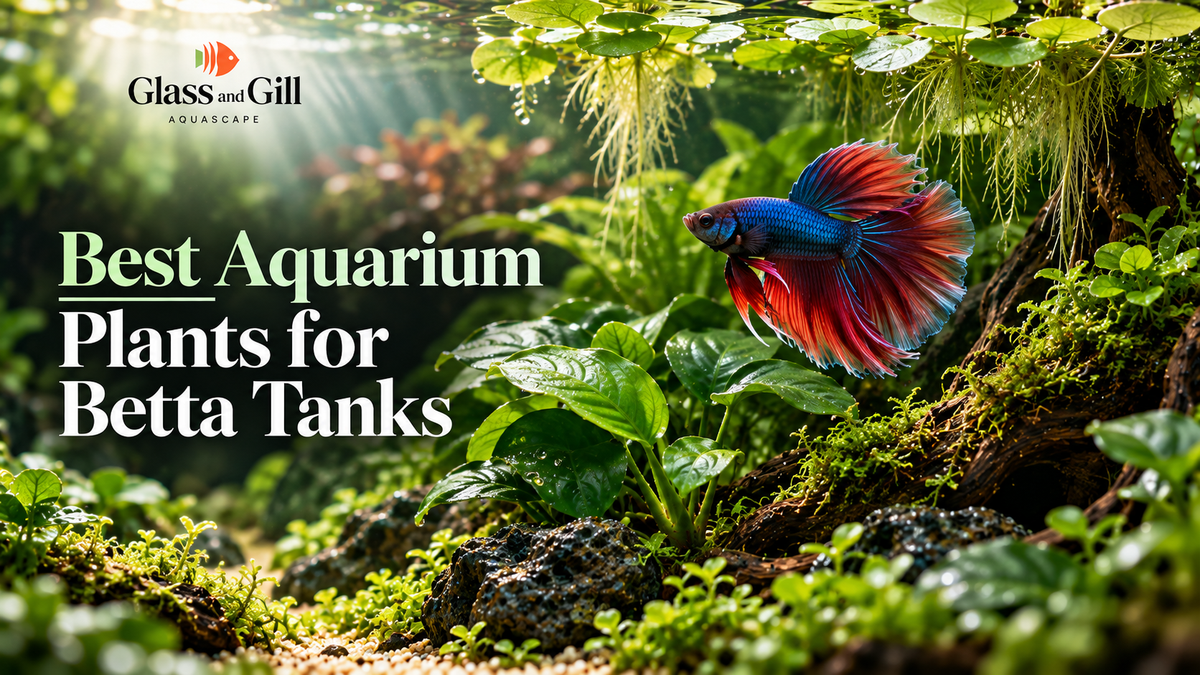 Best Aquarium Plants for Betta Tanks