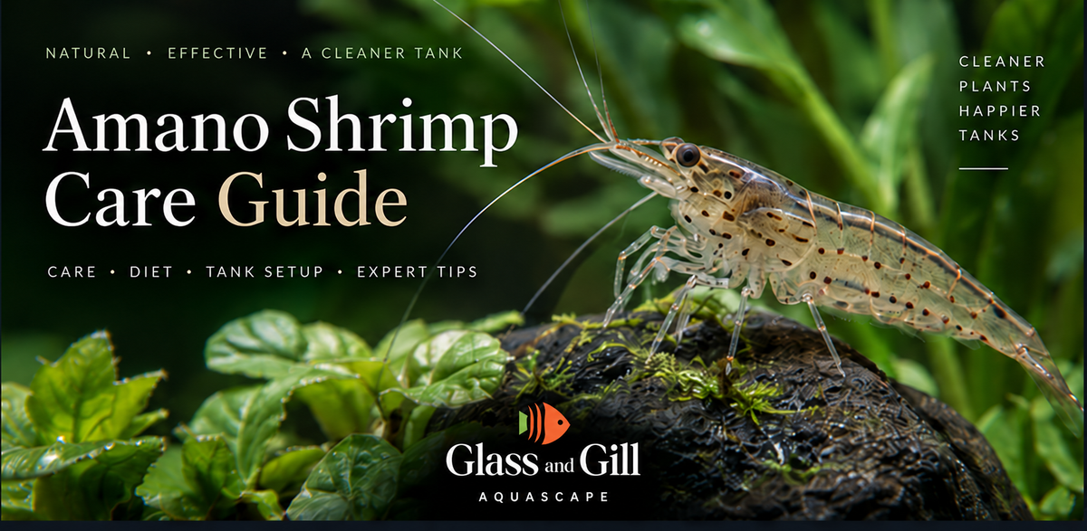 Amano Shrimp care guide for planted freshwater aquariums