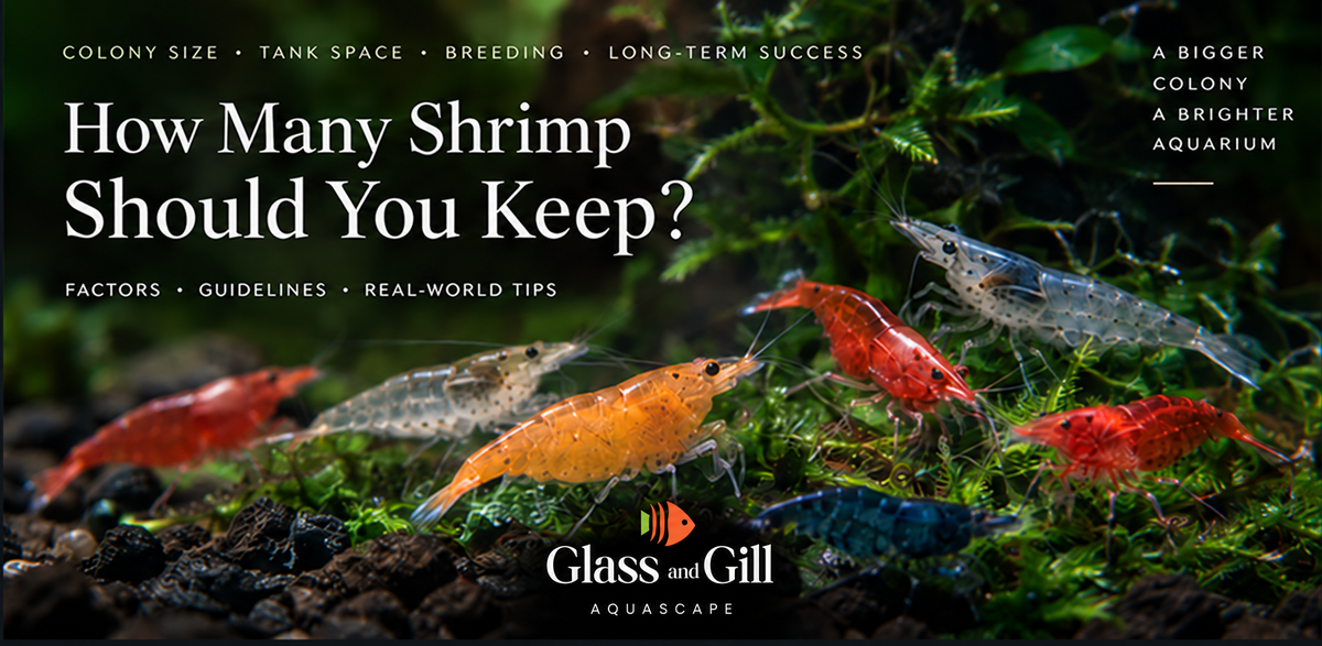 Freshwater shrimp colony size guide