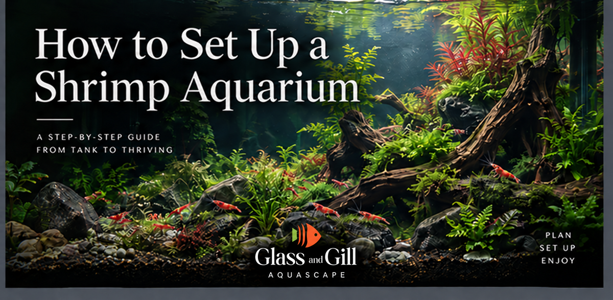Freshwater shrimp aquarium setup guide