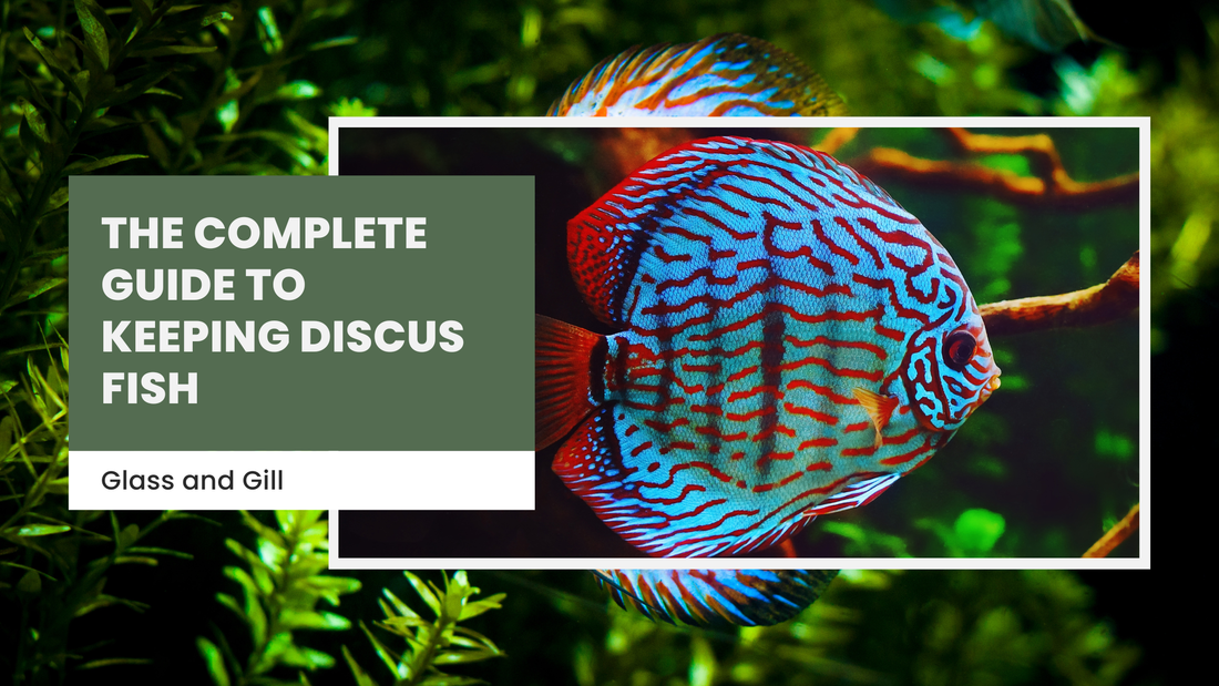 The Complete Guide to Keeping Discus Fish