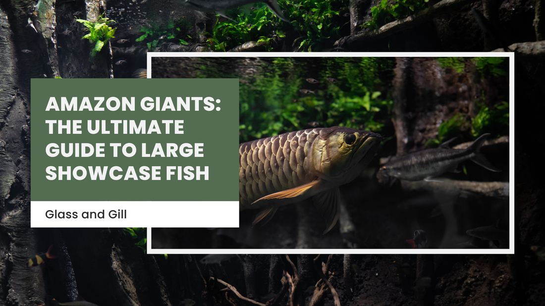 Amazon Giants: The Ultimate Guide to Large Showcase Fish