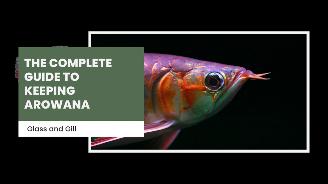 The Complete Guide to Keeping Arowana