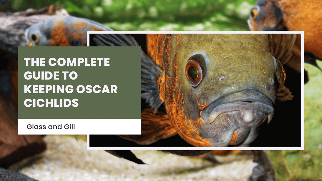 The Complete Guide to Keeping Oscar Cichlids