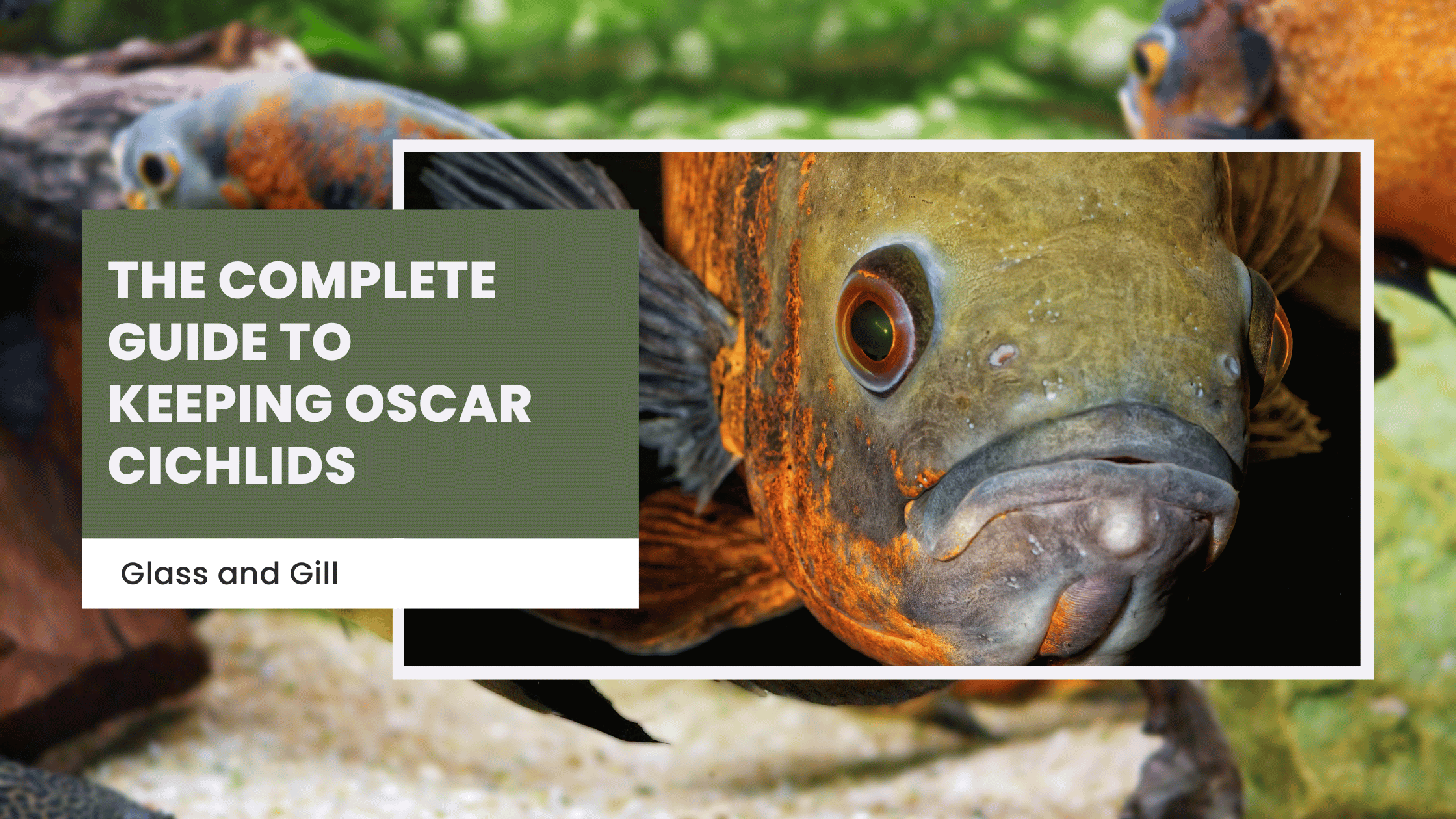 The Complete Guide to Keeping Oscar Cichlids