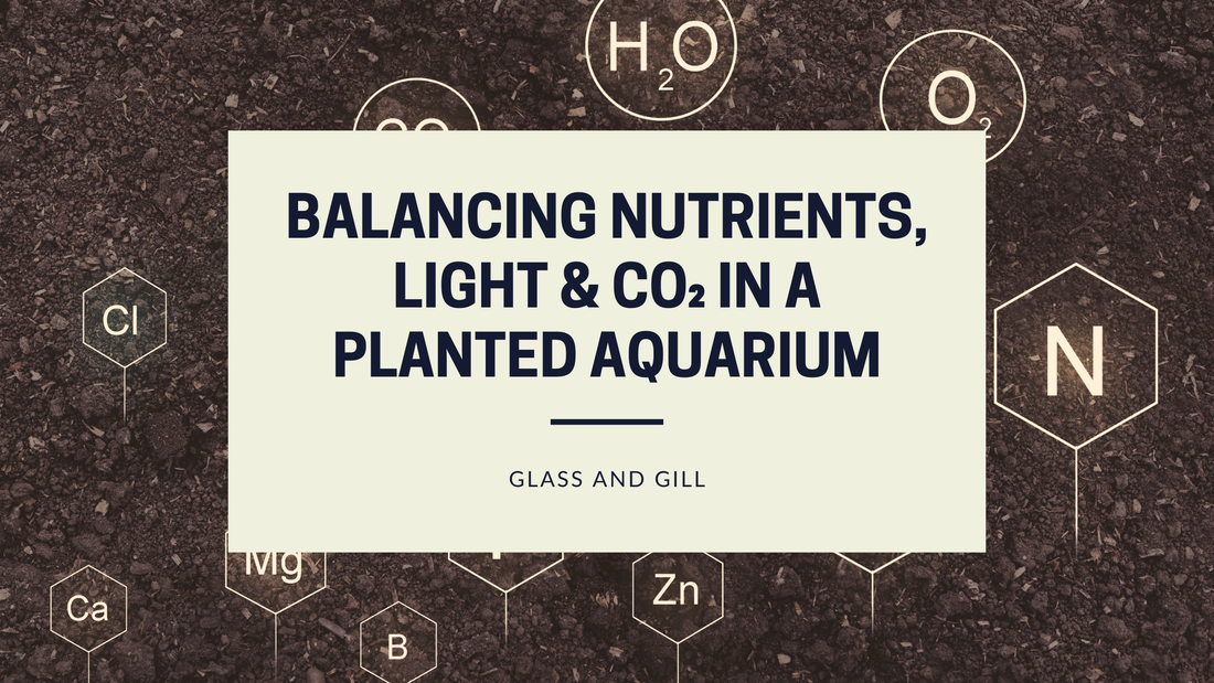 Balancing Nutrients, Light & CO₂ in a Planted Aquarium