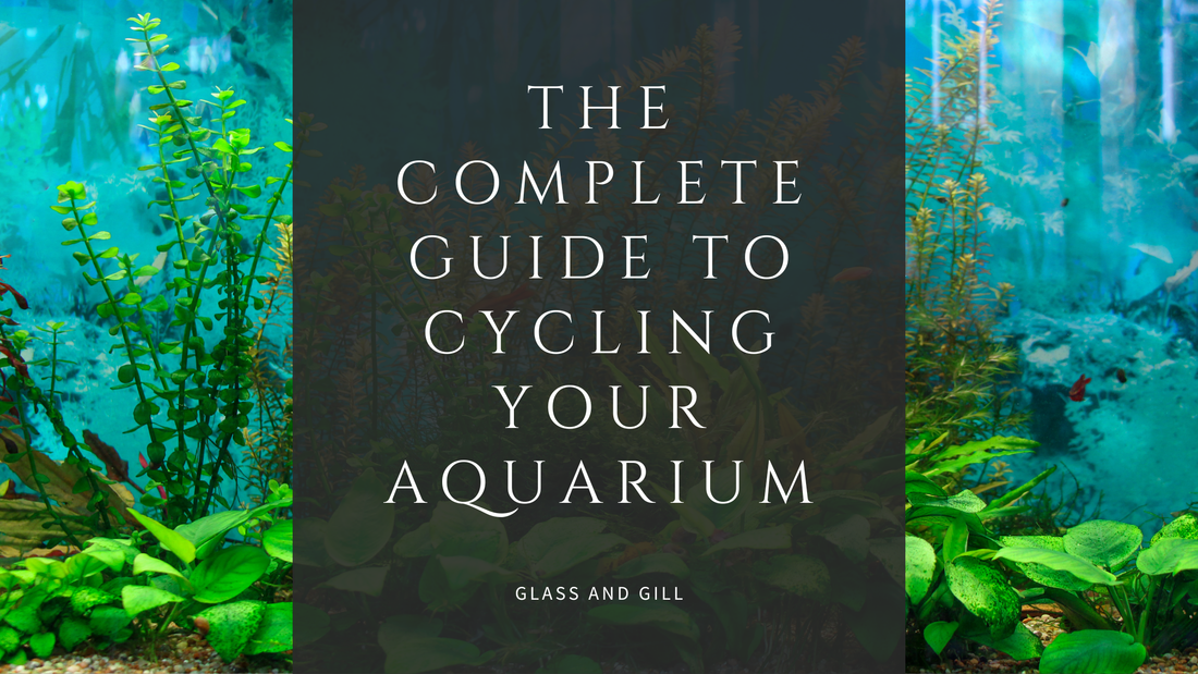 The Complete Guide to Cycling Your Aquarium