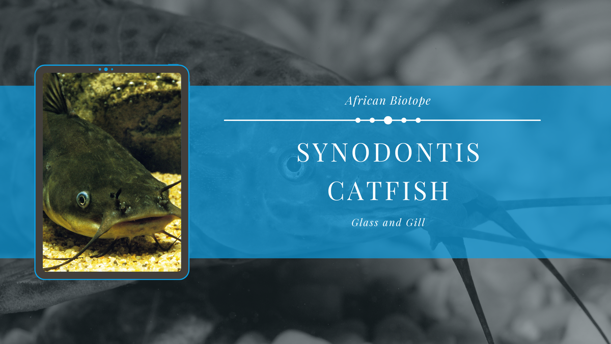 The Synodontis Catfish