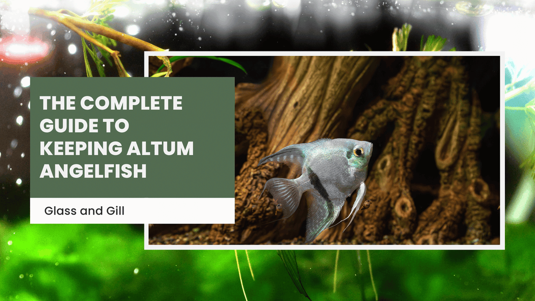 The Complete Guide to Keeping Altum Angelfish