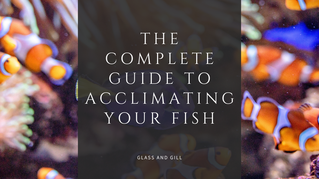 The Complete Guide to Acclimating Your Fish