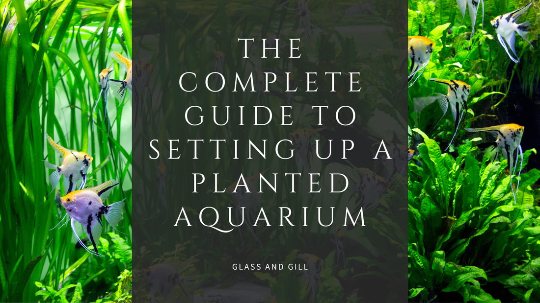The Complete Guide to Setting Up a Planted Aquarium