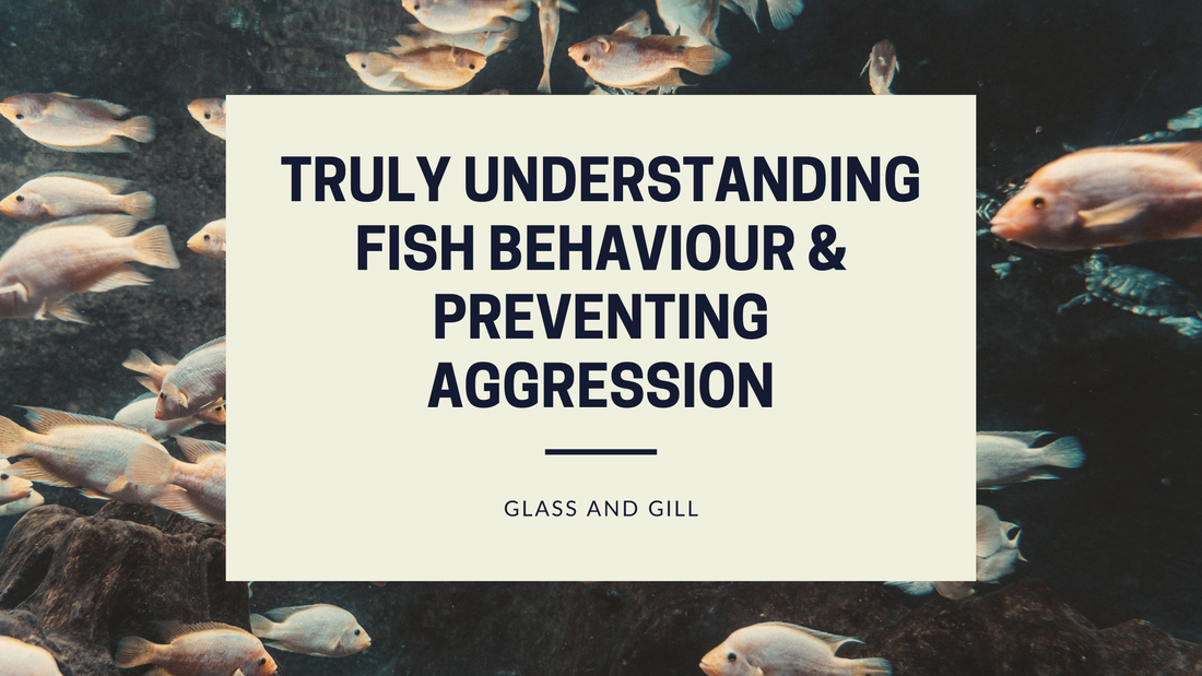 Understanding Fish Behaviour & Preventing Aggression