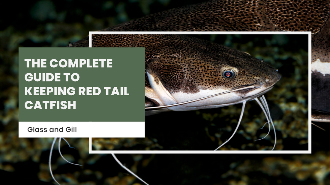 The Complete Guide to Keeping Red Tail Catfish