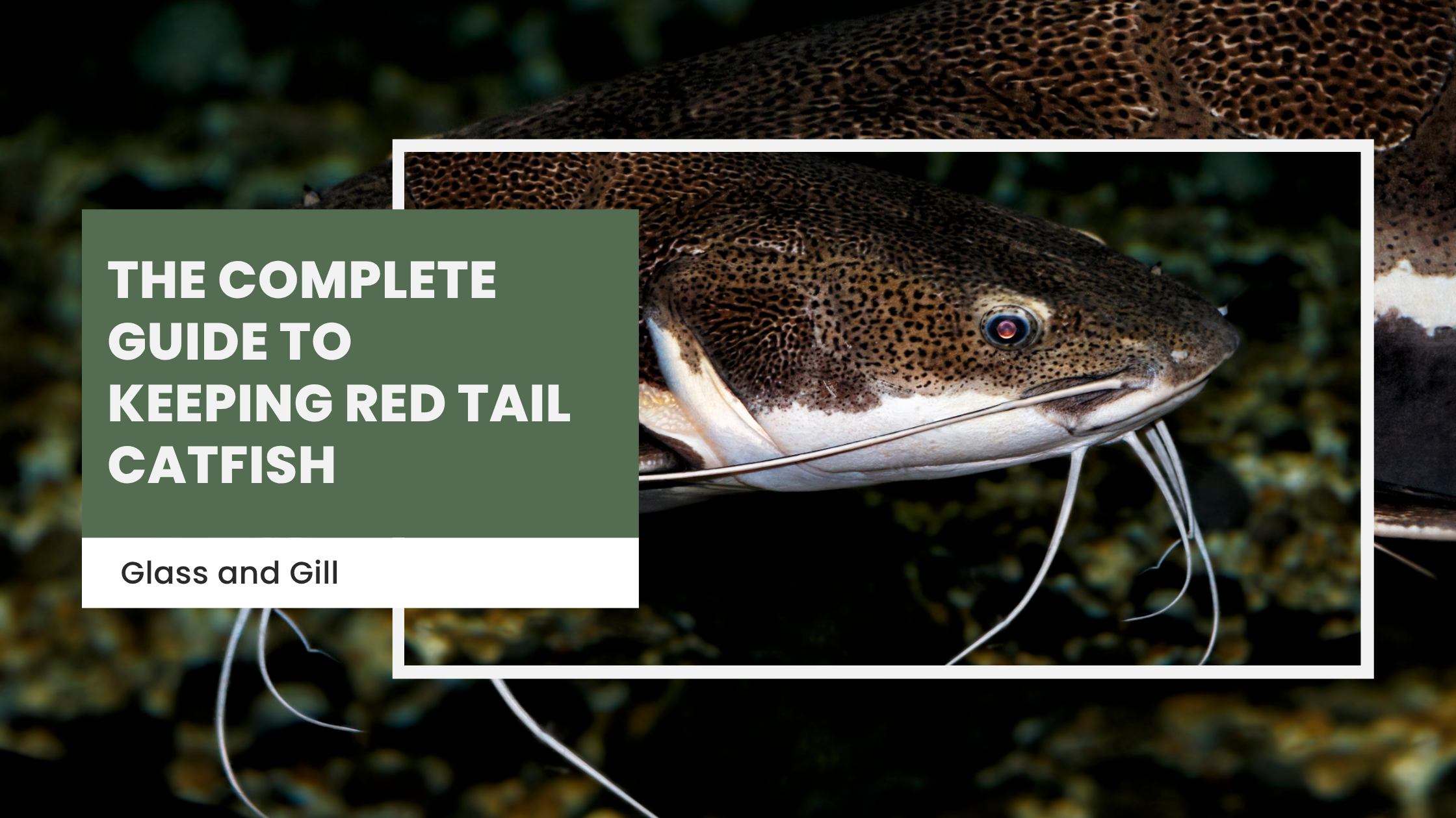 The Complete Guide to Keeping Red Tail Catfish