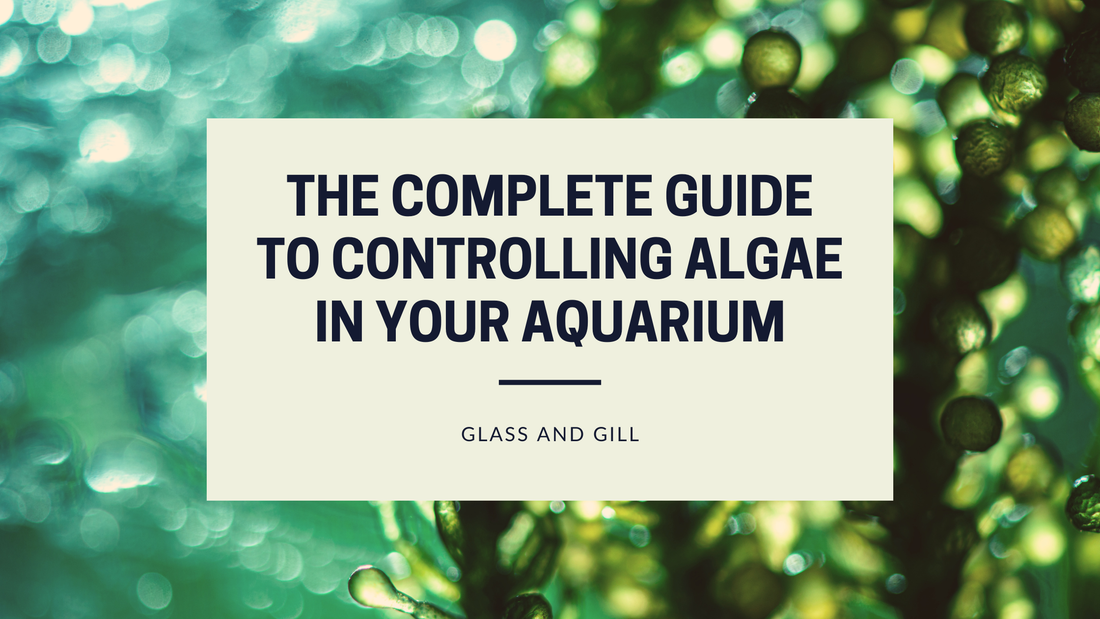 The Complete Guide to Controlling Algae in Your Aquarium
