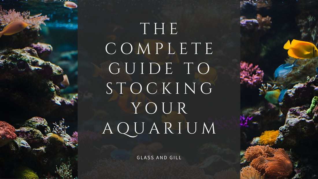 The Complete Guide to Stocking Your Aquarium