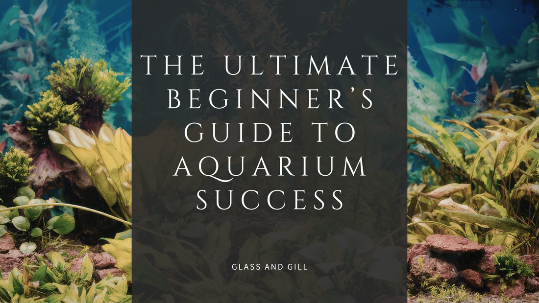 The Ultimate Beginner’s Guide to Aquarium Success