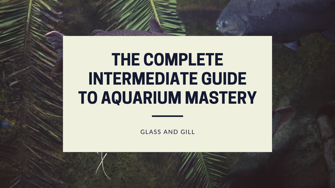 The Complete Intermediate Guide to Aquarium Mastery