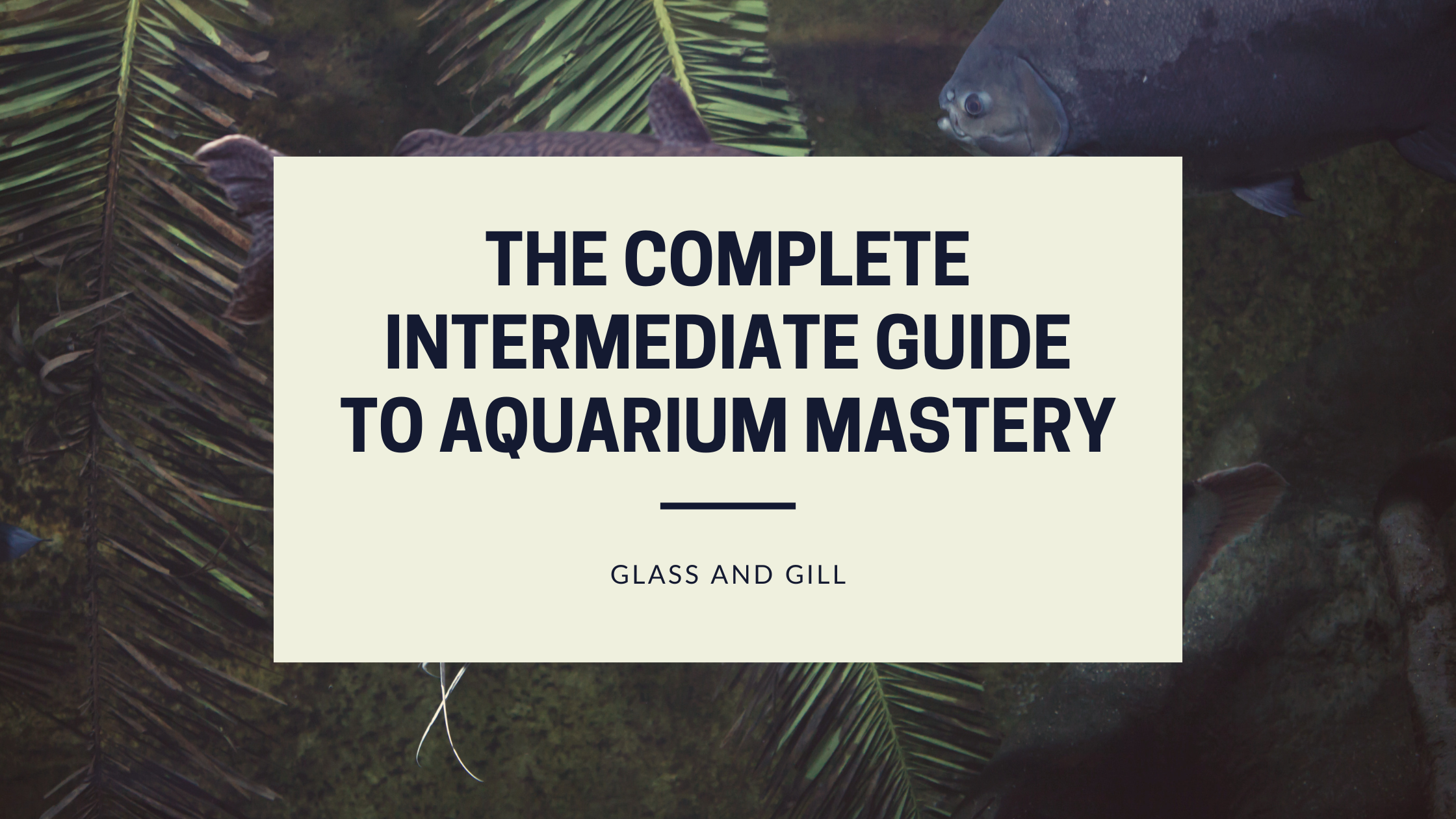 The Complete Intermediate Guide to Aquarium Mastery