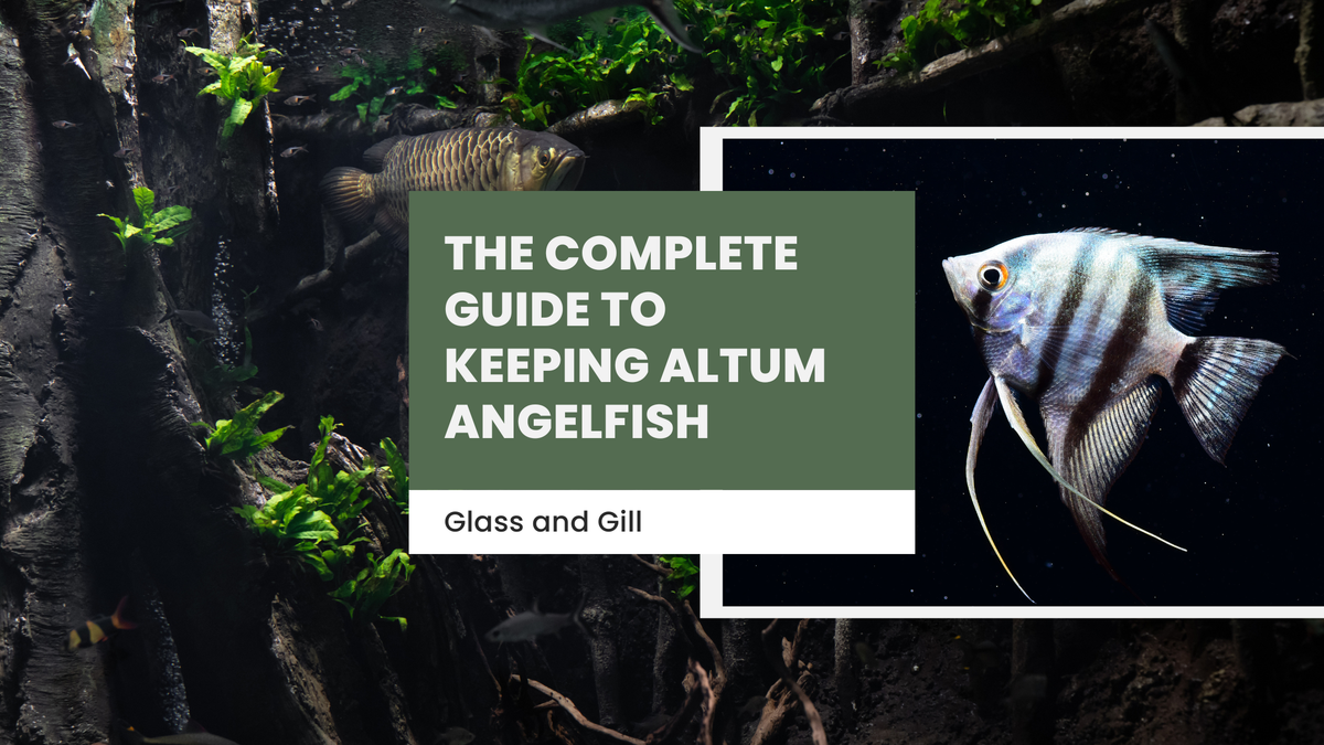 The Complete Guide to Keeping Altum Angelfish