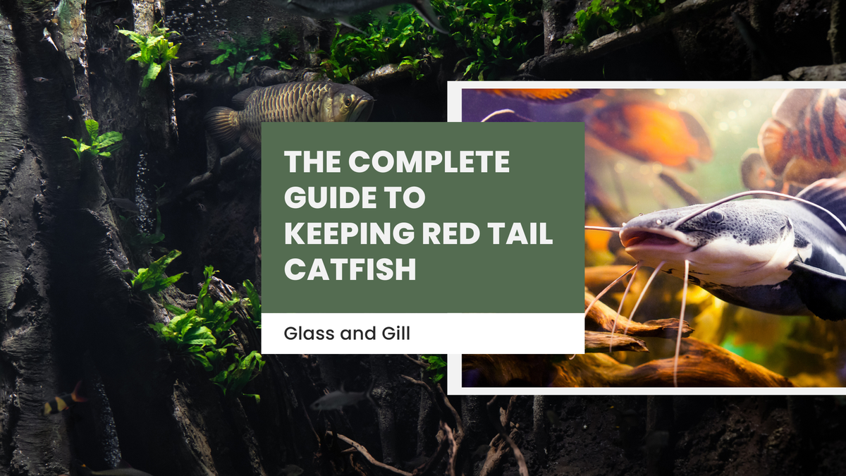 The Complete Guide to Keeping Red Tail Catfish