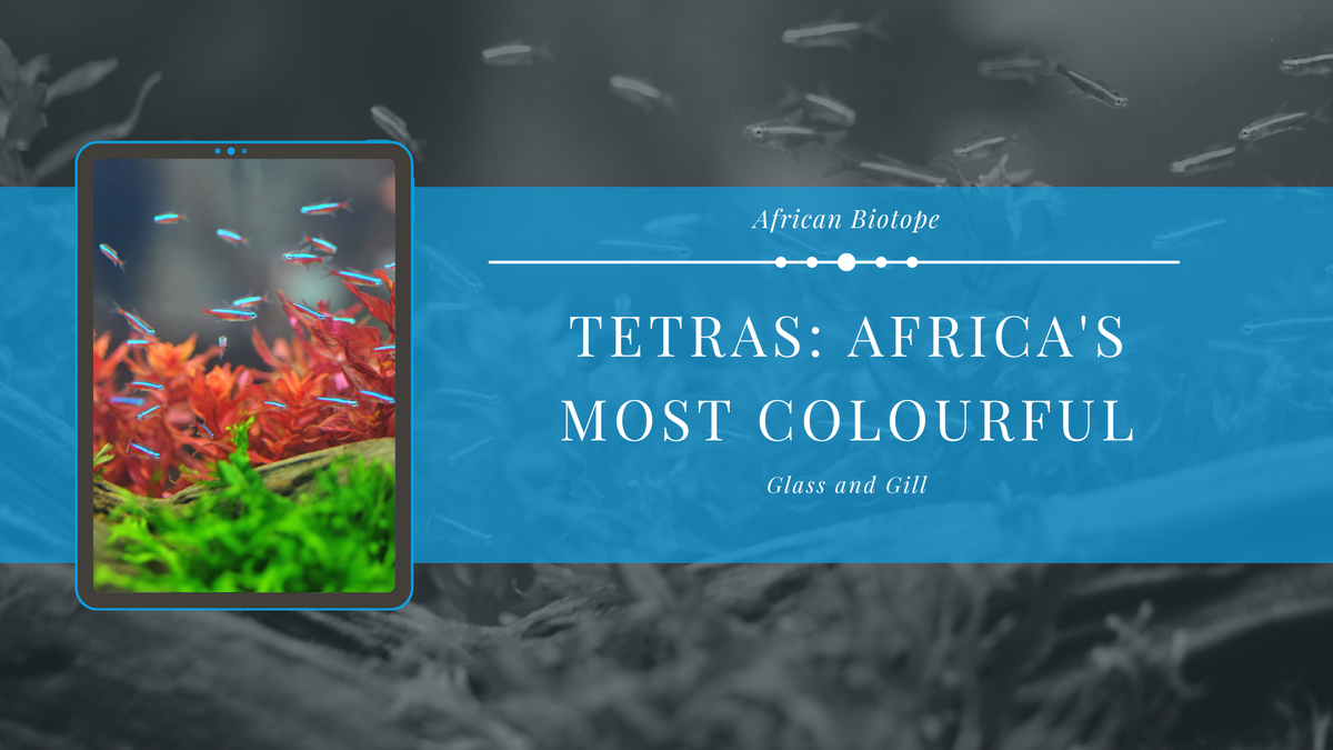 Tetras: Africa's Most Colourful