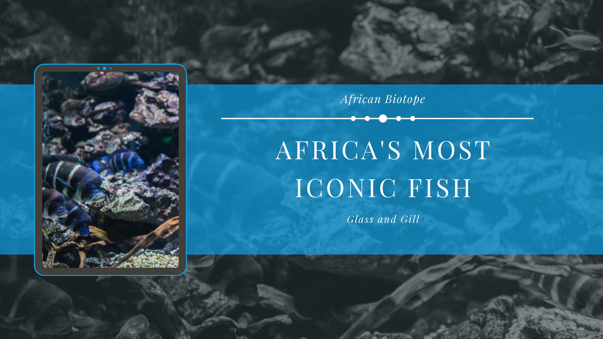 A Guide to Africa's Most Iconic Fish