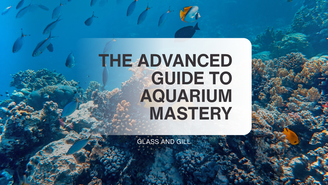 The Complete Advanced Guide to Aquarium Mastery