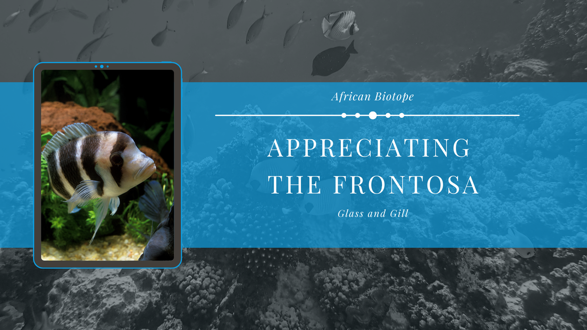 Appreciating The Frontosa