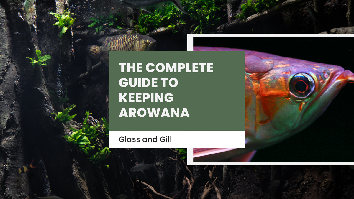 The Complete Guide to Keeping Arowana