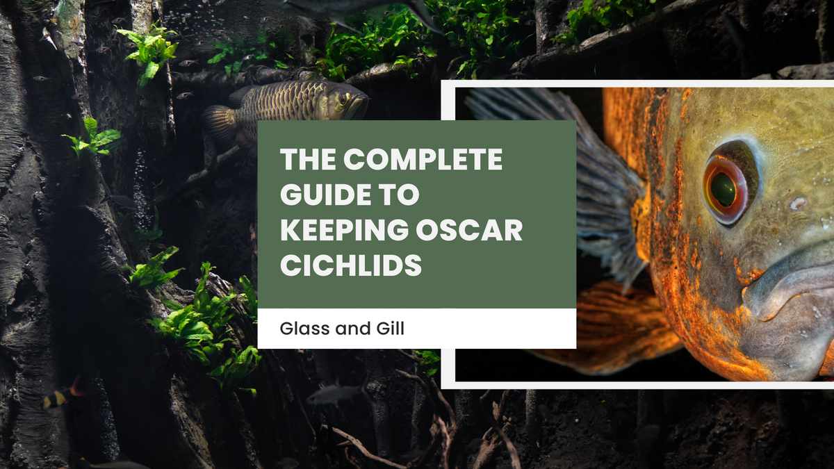 The Complete Guide to Keeping Oscar Cichlids