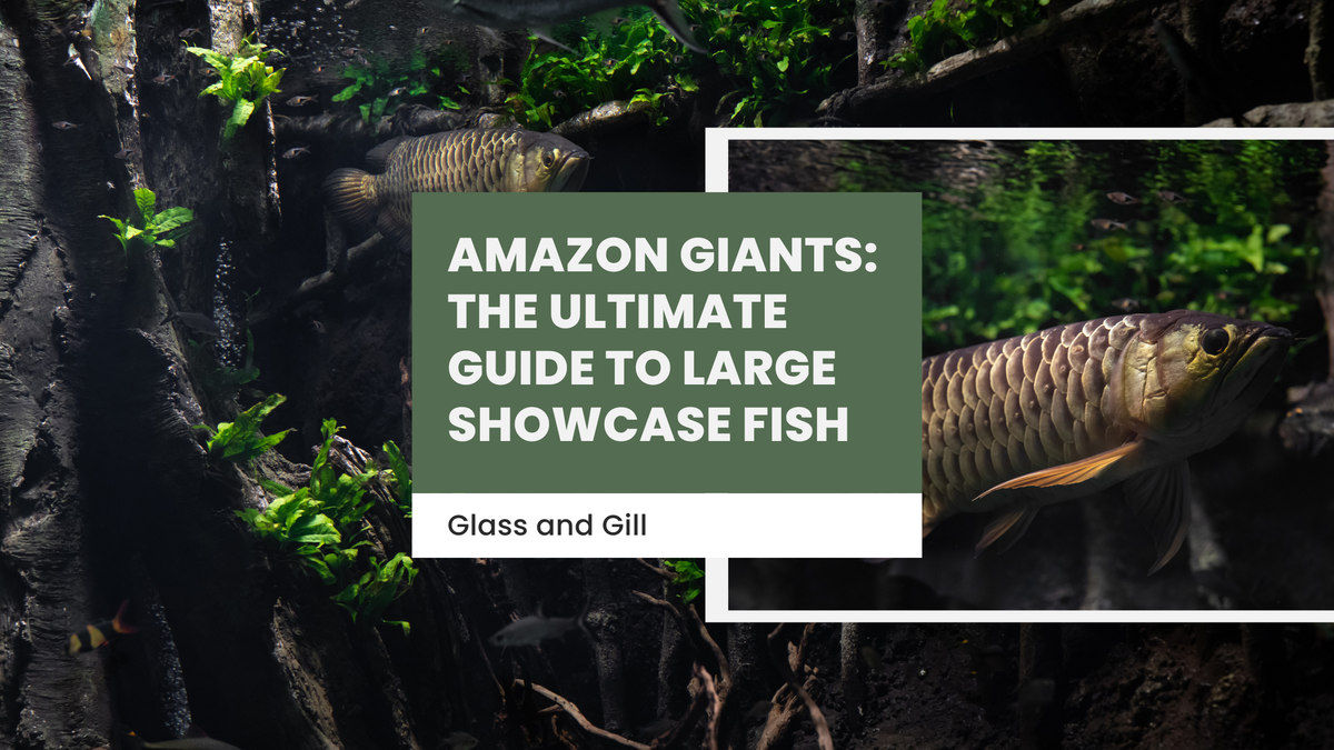 Amazon Giants: The Ultimate Guide to Large Showcase Fish