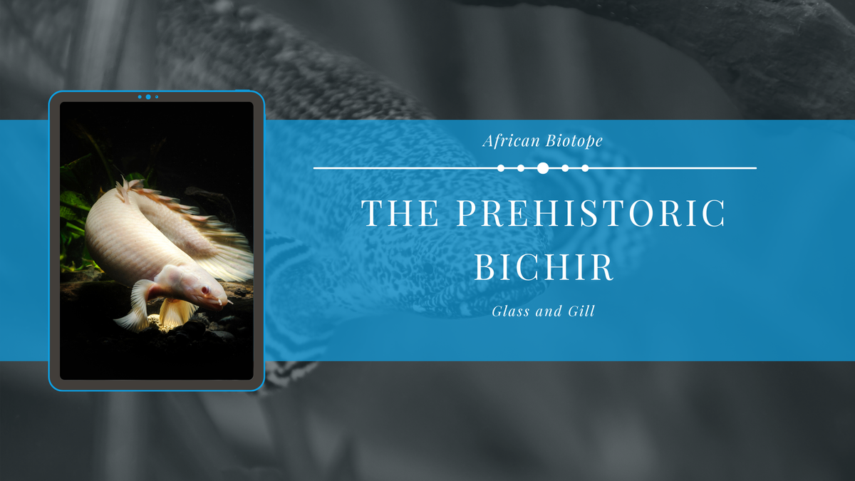 The Prehistoric Bichir