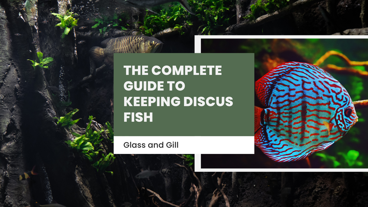 The Complete Guide to Keeping Discus Fish