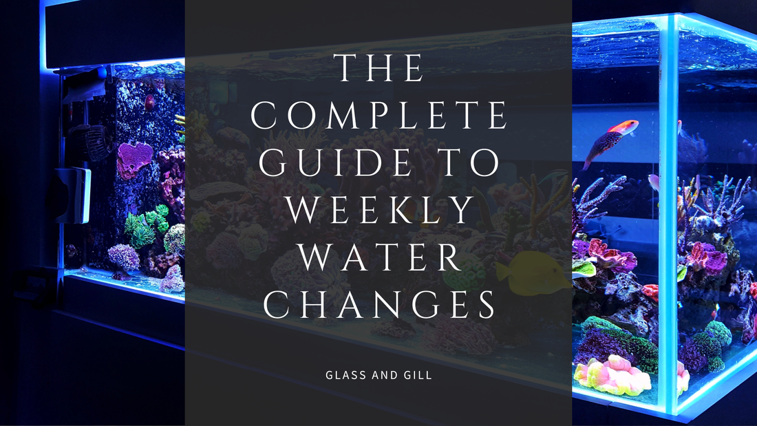 The Complete Guide to Weekly Water Changes