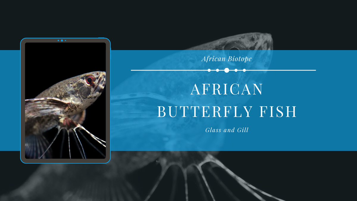 The African Butterfly Fish