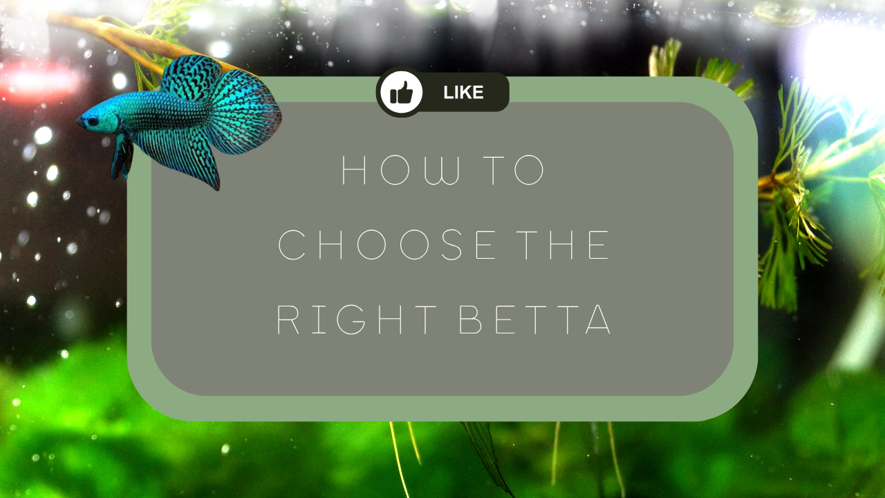 How To Choose the Right Betta