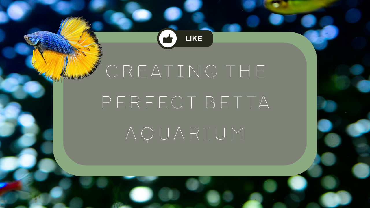 Creating the Perfect Betta Aquarium