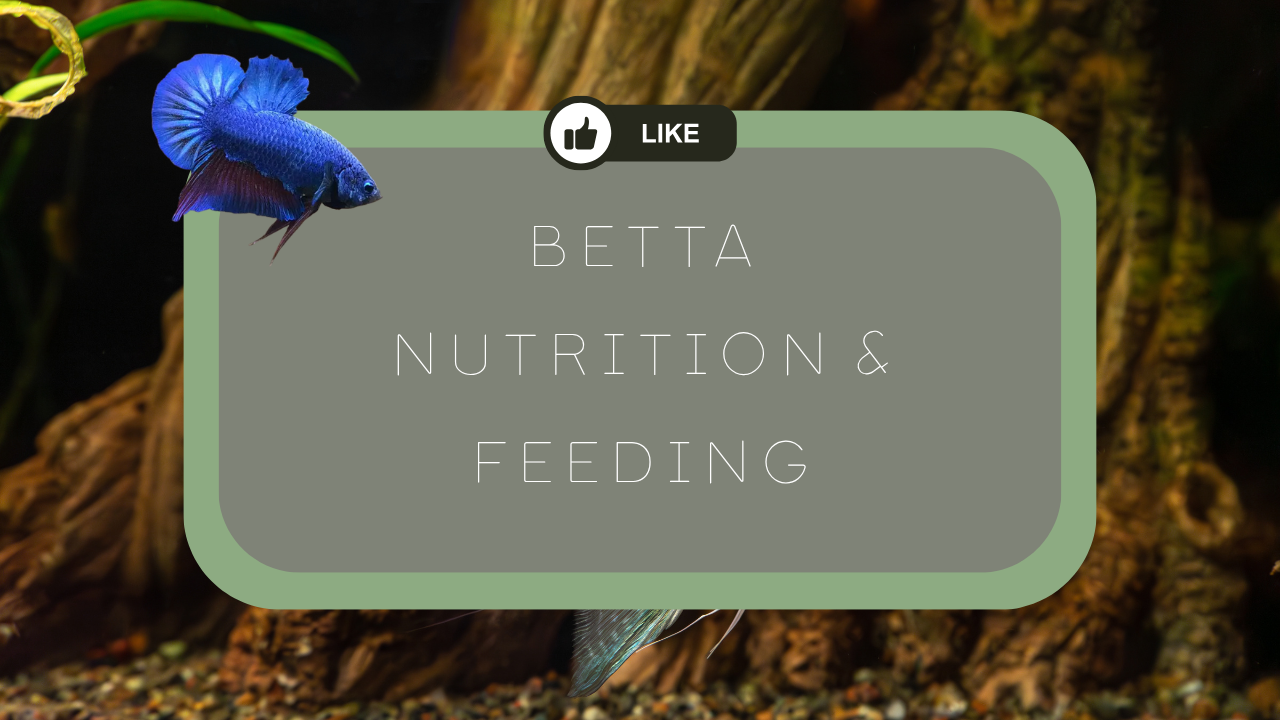 The Complete Guide to Betta Nutrition & Feeding