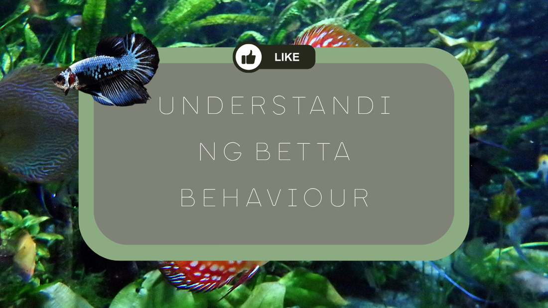 Understanding Betta Behaviour