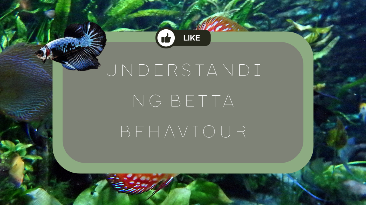 Understanding Betta Behaviour