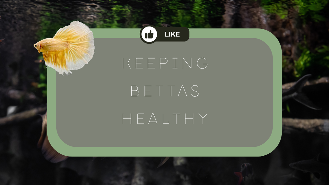 The Complete Guide to Keeping Bettas Healthy