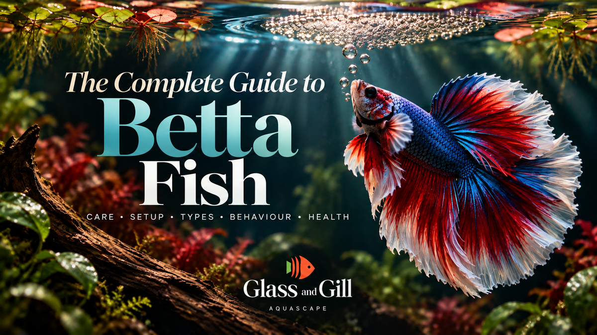 Betta fish in a planted freshwater aquarium for a complete Betta care guide