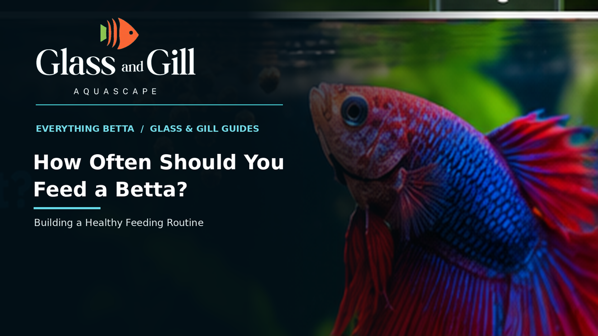 Feeding pellets to a Betta fish — Glass & Gill feeding guide