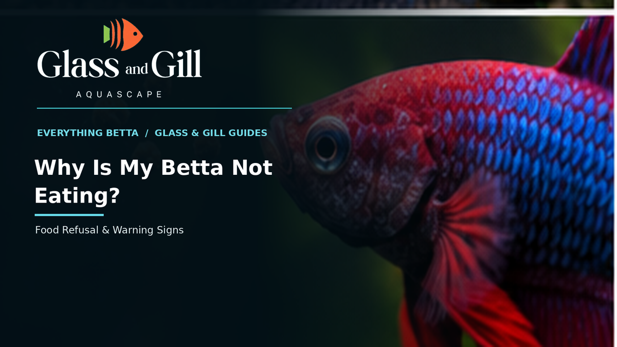 Betta fish refusing food — Glass & Gill feeding problem guide